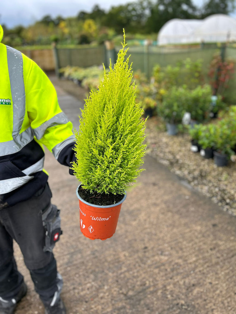 Cupressus mac.Wilma 3 Litre Pot