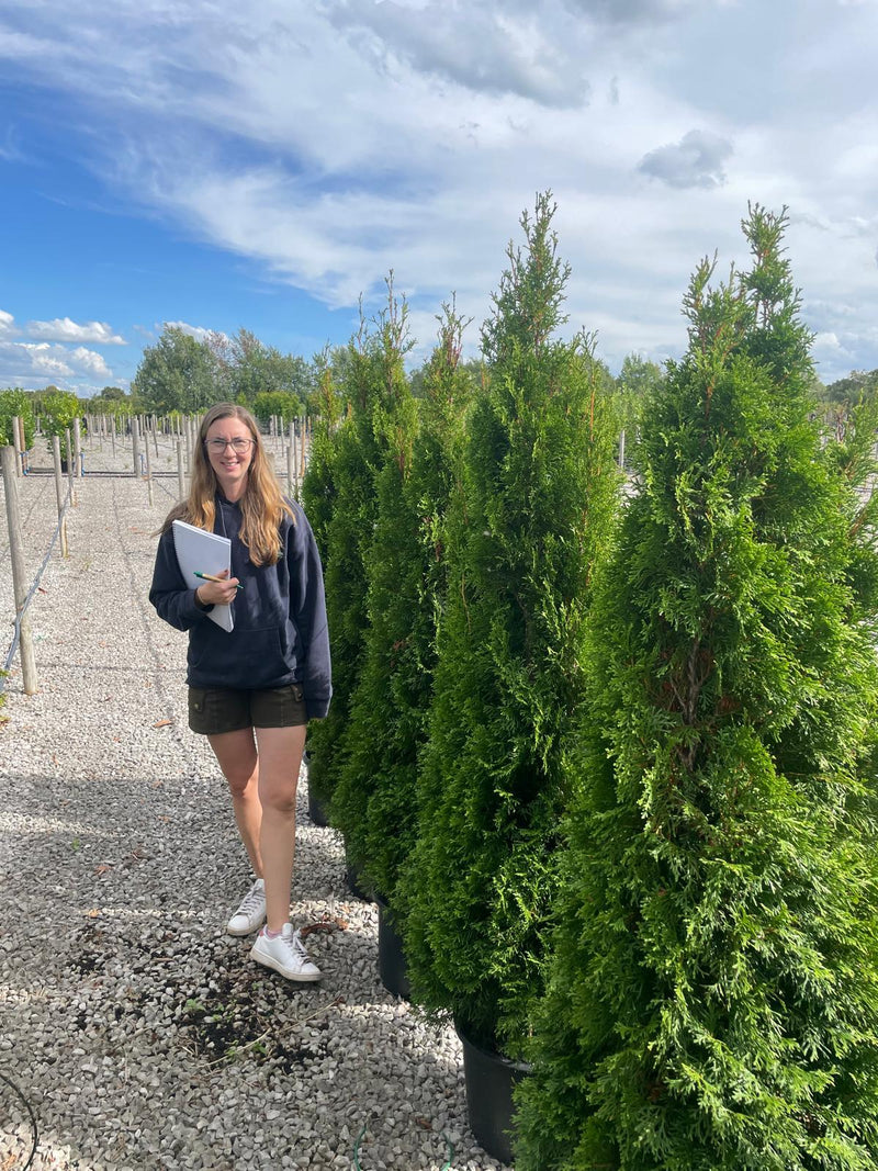 5 x Thuja Emerald 150/160cm 30 Litre Pot