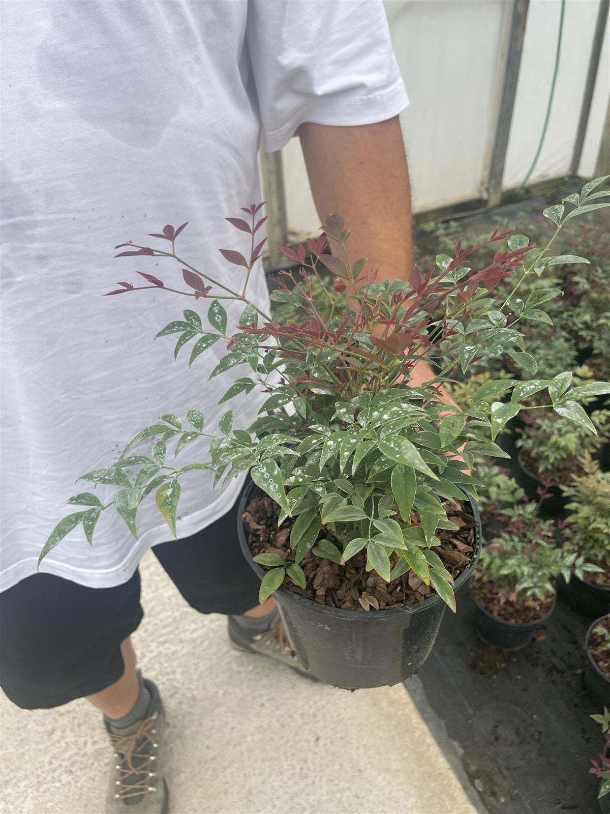 Nandina Domestica Obsessed 3 Litre Pot