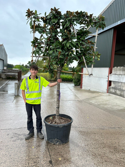 Magnolia Grandiflora Goliath 130 Litre Pot Half Standard Pleached