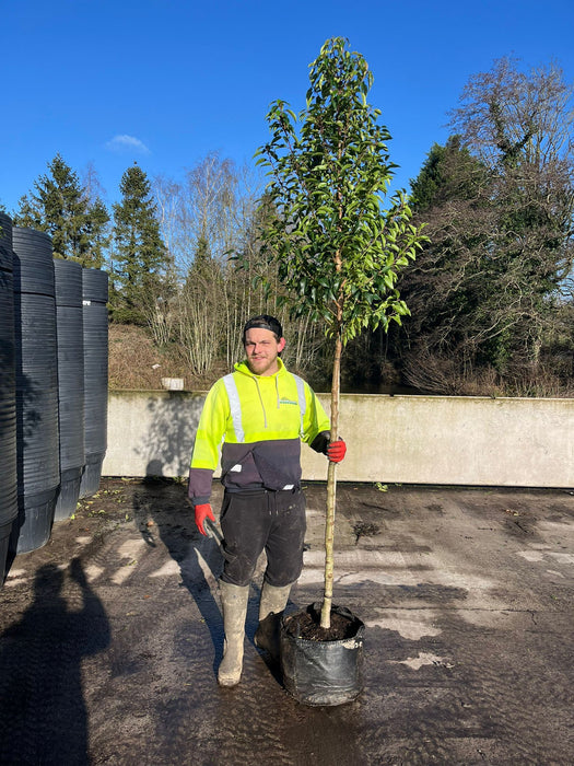 Prunus Lusitanica Myrtifolia 140-150cm Stem Standard Tree