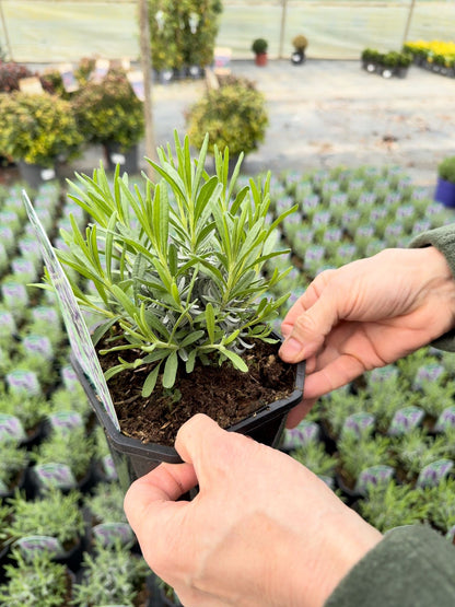 Lavender Angustifolia Hidcote 2 Litre Pot
