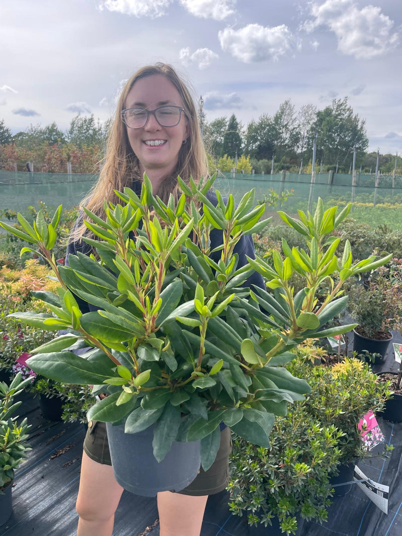 Rhododendron Hybrid Roseum Elegans 5 Litre Pot
