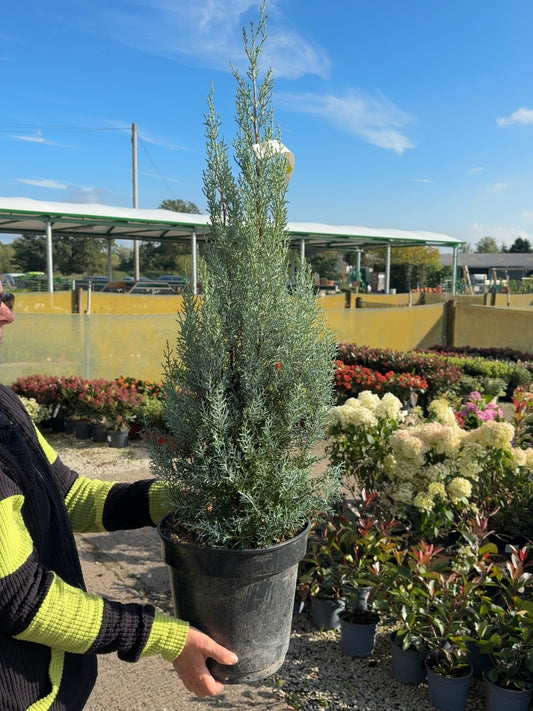 Cupressus Arizonica Fastigata 9 Litre Pot