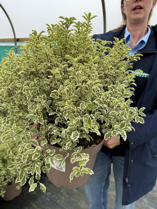 Pittosporum Tenuifolium Variegatum 10 Litre Pot