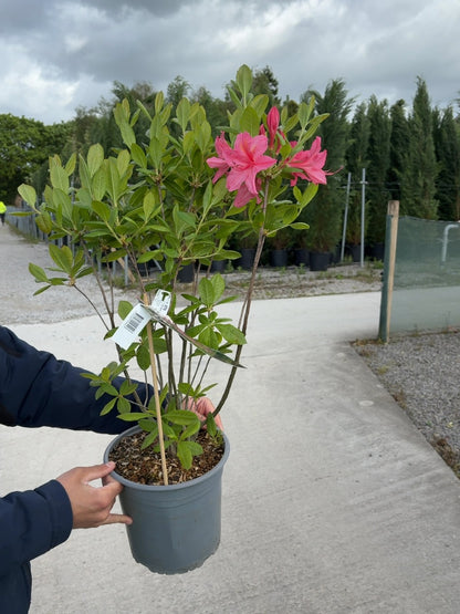 Azalea Knaphill Jolie Madame 4.5 Litre Pot