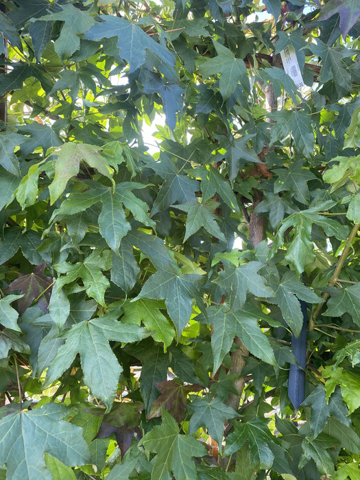 Liquidambar Worplesdon Pleached 180 Stem Frame 150cm High x 120cm Wide