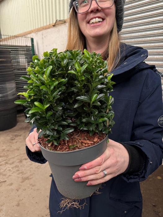 Euonymus Jap. Green Spire Ball 2 Litre Pot 20cm