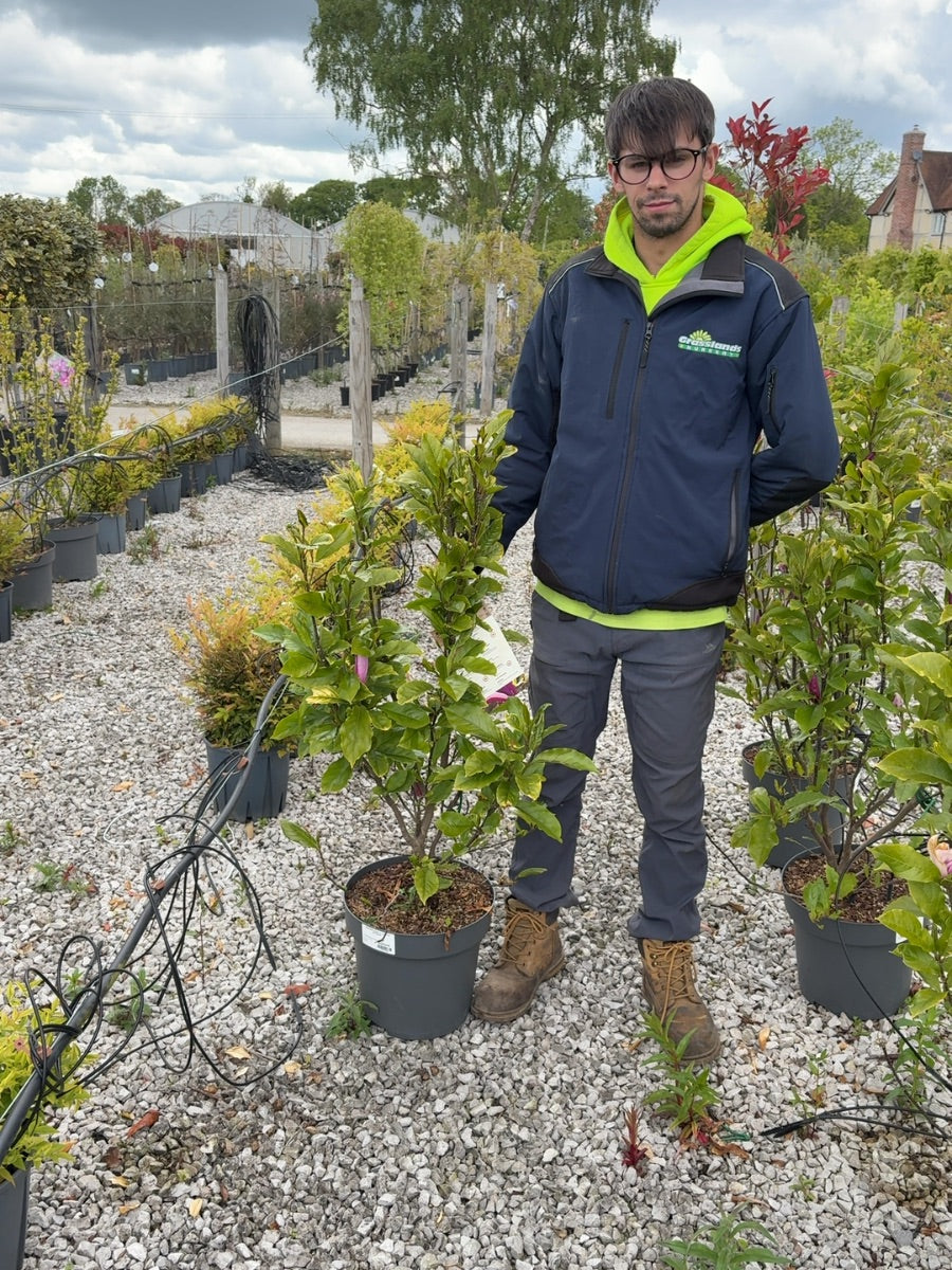 Magnolia Susan 12 Litre Pot 80/100cm
