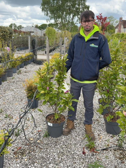 Magnolia Susan 12 Litre Pot 80/100cm