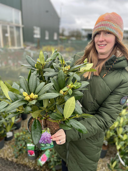 Rhododendron Hybrid Catawbiense Grandiflorum 4 Litre Pot