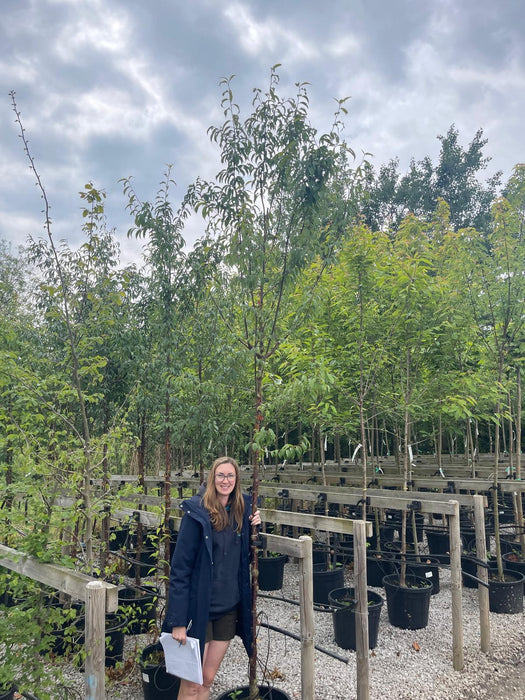 Prunus Serrula Heavy Standard 8-10cm Girth