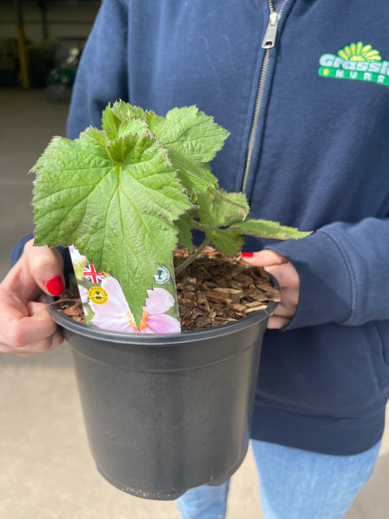 Anemone hyb. Konigin Charlotte 3 Litre Pot
