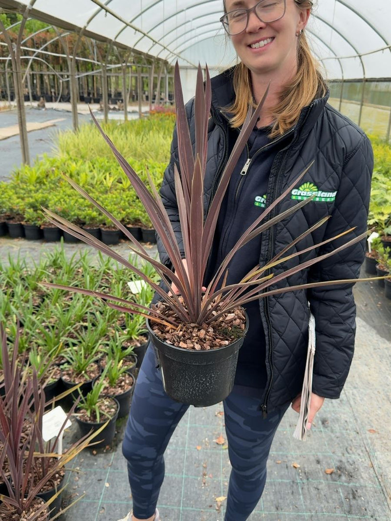 Cordyline australis 'Red Star' - Cabbage Palm 3 Litre Pot