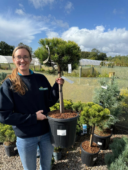 Pinus Carstons Wintergold 15 Litre Pot 40cm Stem