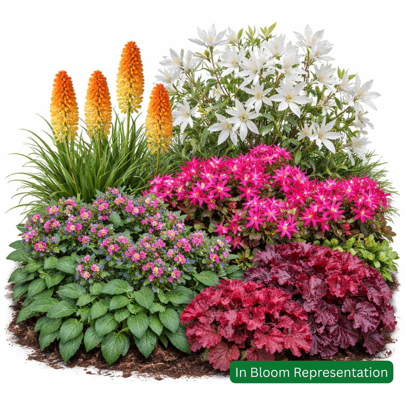 Spring Colour Boost Border Pack (12 Plants) — Grasslands Nursery