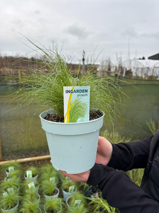 Stipa Pony Tails 2 Litre Pot