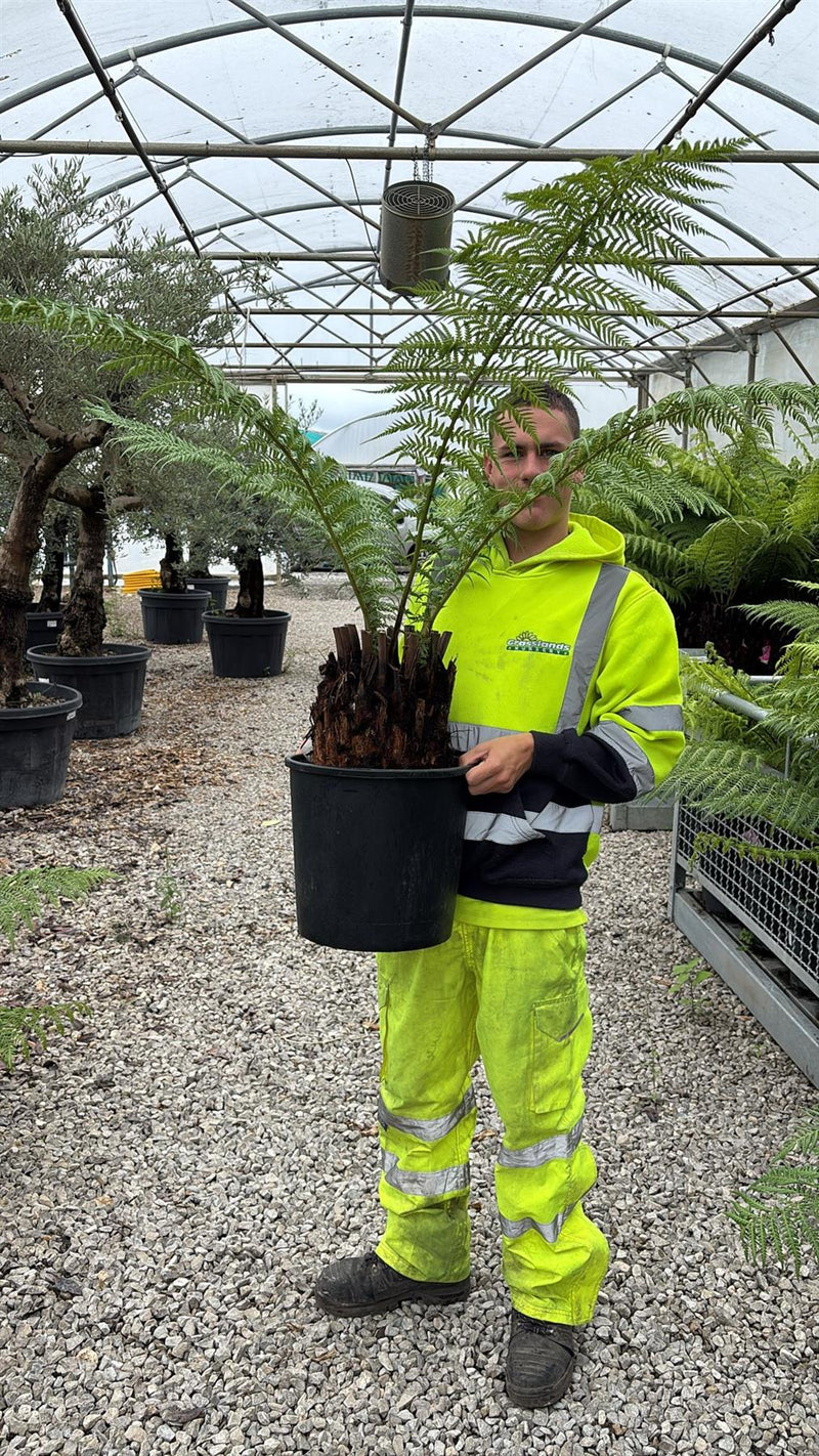 Tree Fern Dicksonia Antarctica 1.5 Foot Log