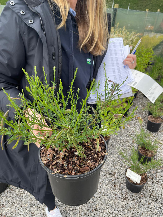 Cytisus Lena 3 Litre Pot