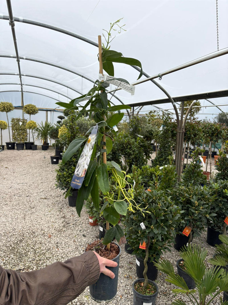 Clematis Armandii Snow Drift 2 Litre Pot