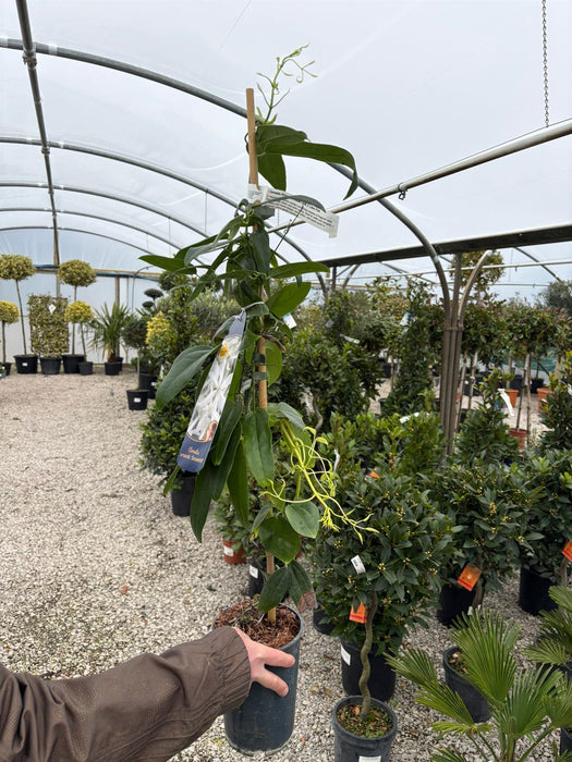 Clematis Armandii Snow Drift 2 Litre Pot