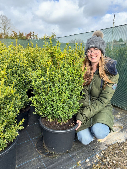 Big Deal Box hedging 60/80cm Root Ball x 20 Delivery October