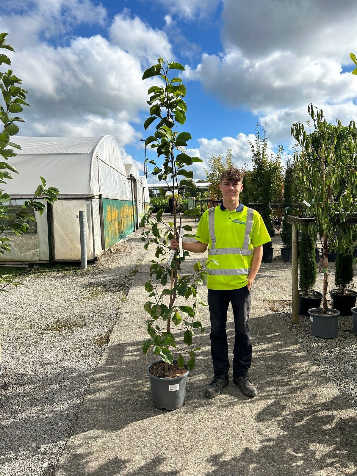 Magnolia loeb. Leonard Messel 15 Litre Pot