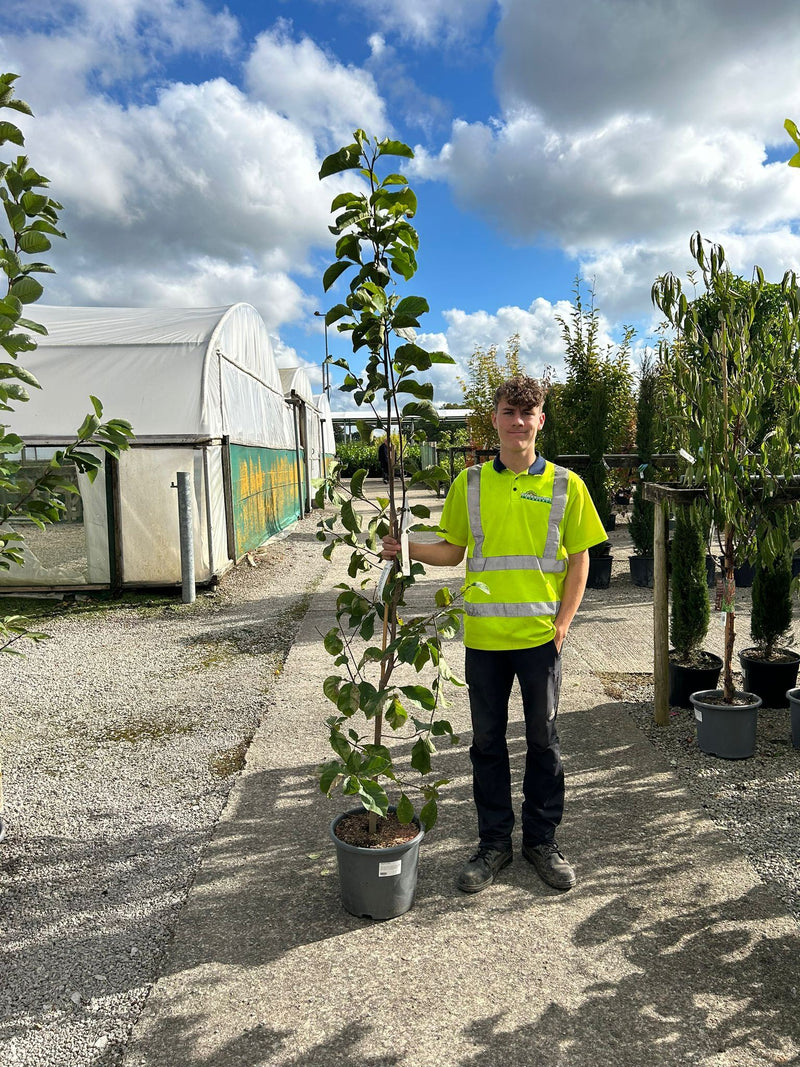 Magnolia loeb. Leonard Messel 15 Litre Pot