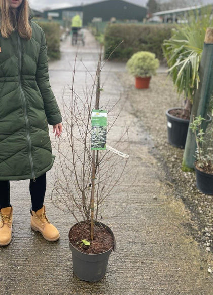 Cornus Kousa Chinensis 10 Litre Pot