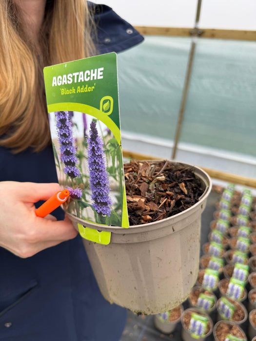 Agastache Black Adder 2 Litre Pot