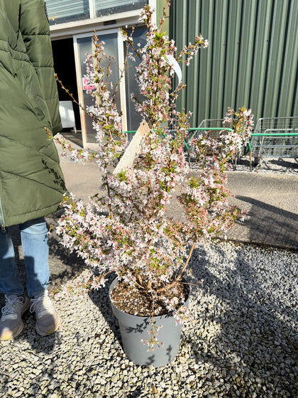 Prunus nip. Brilliant 12 Litre Pot