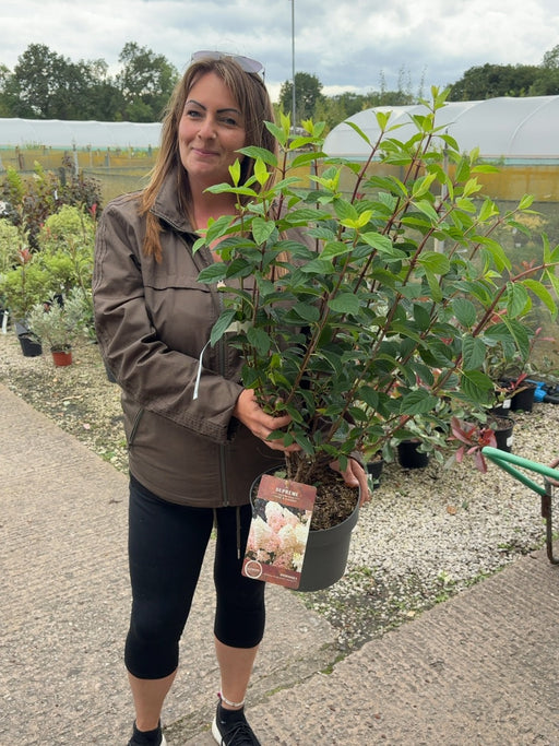 Hydrangea Paniculata Sundae Fraise 4 Litre Pot 40/60cm