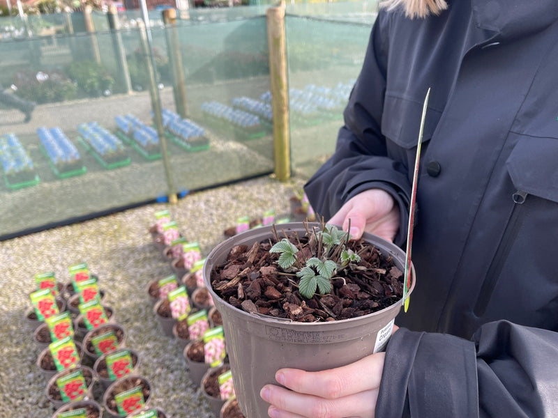 Potentilla Emilie 2 Litre Pot