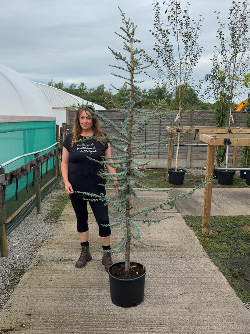 Cedrus Libani Glauca 20 Litre Pot 175/200cm
