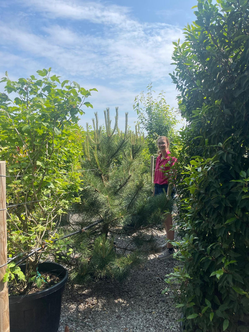 Pinus Nigra Nigra 40 Litre 160/180cm