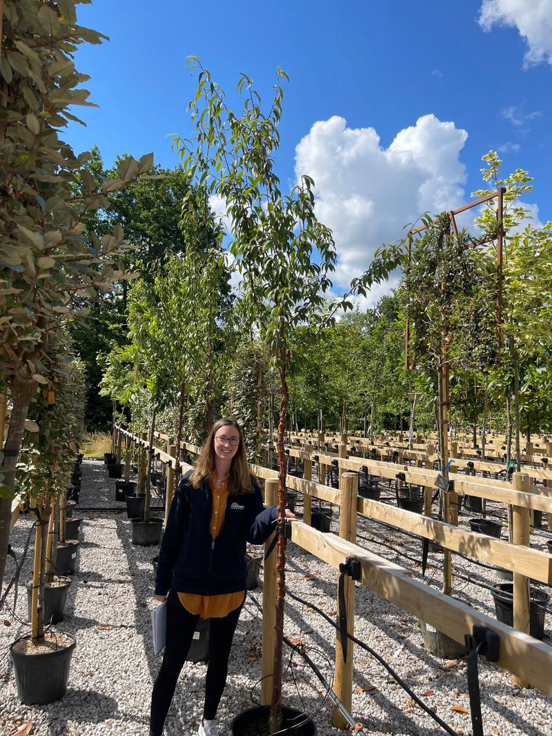 Prunus Serrula Heavy Standard 8-10cm Girth