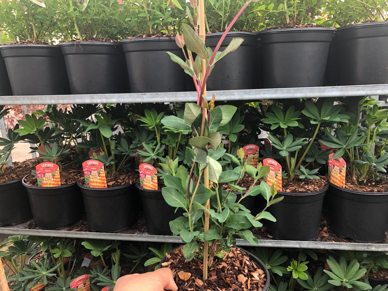 Lonicera Serotina 1.5 Litre Pot