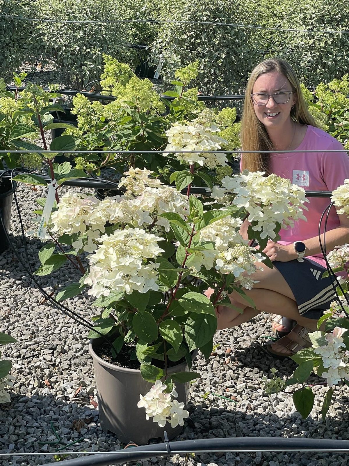 Hydrangea paniculata Wim's Red 15 Litre Pot