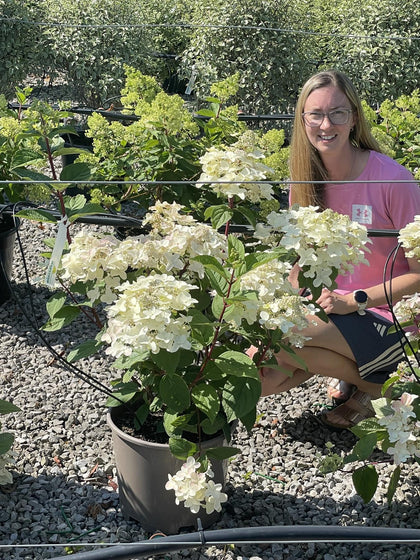 Hydrangea paniculata Wim's Red 15 Litre Pot
