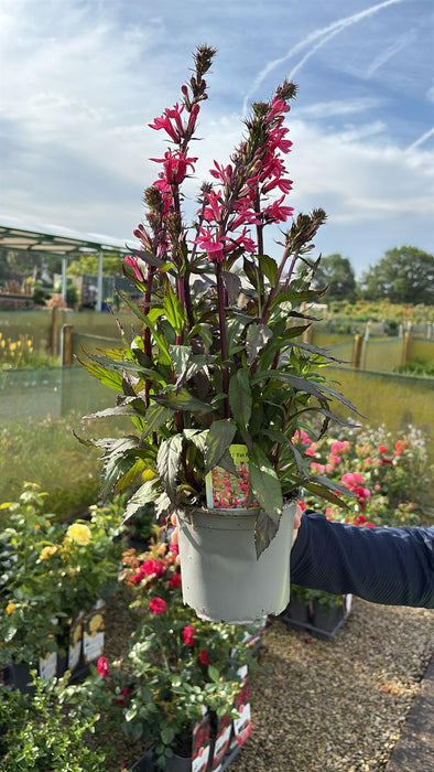 Lobelia Fan Pink 1.5 Litre Pot