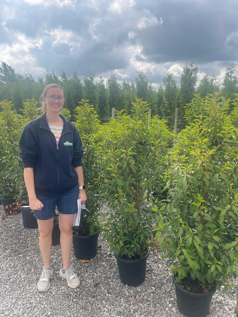 Portuguese Laurel Hedging 110/125cm 15 Litre Pot