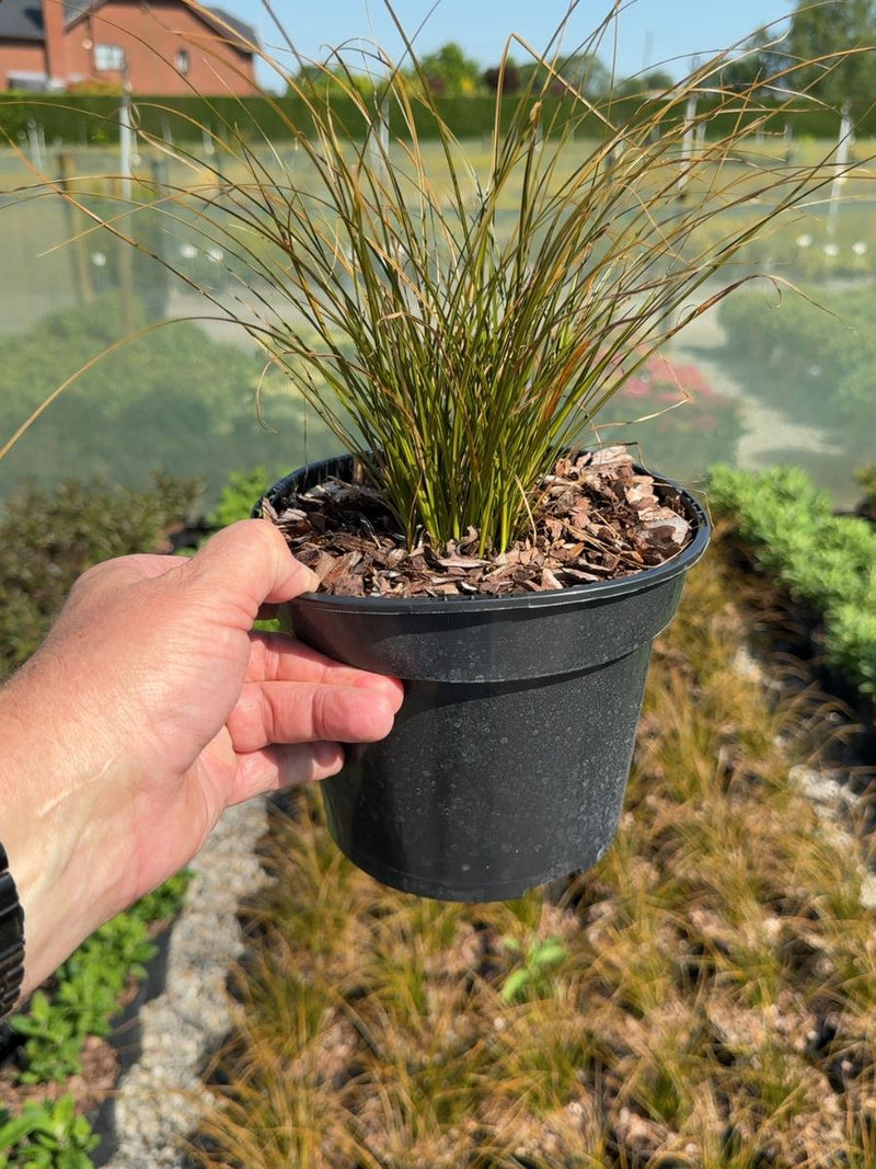 Carex testacea Prairie Fire - 3 Litre Pot