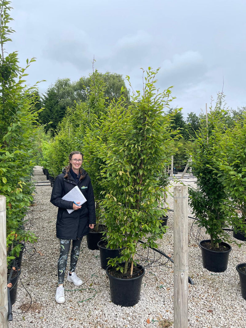 Carpinus Betulus Fastigiata 30 Litre Pot