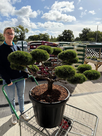 Pinus Nigra Brepo Bonsai 80 Litre Pot