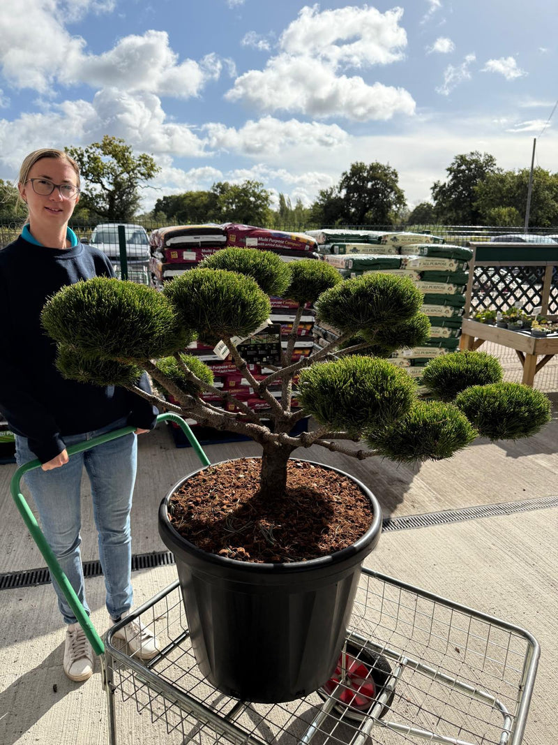 Pinus Nigra Brepo Bonsai 80 Litre Pot — Grasslands Nursery