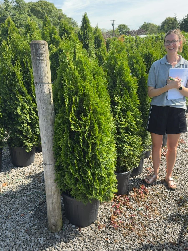 Thuja Occidentalis Emerald 120/140cm 30 Litre Pot