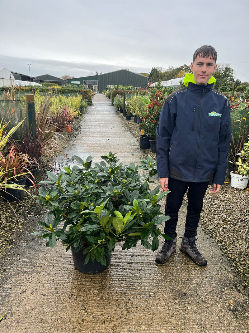 Rhododendron Hybrid Eucharitis 25 Litre Pot 100cm Wide