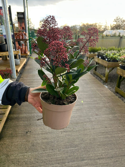 Skimmia Japonica Rubella 2 Litre Pot