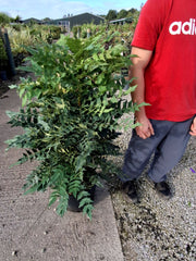 Mahonia media Charity 20 Litre Pot 80/100cm