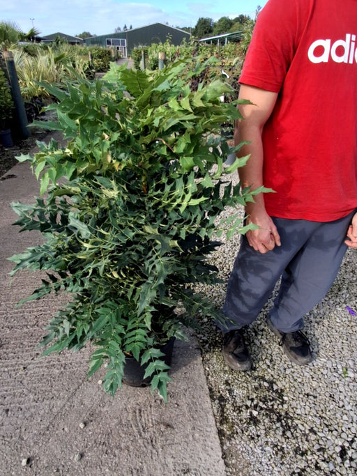 Mahonia media Charity 20 Litre Pot 80/100cm